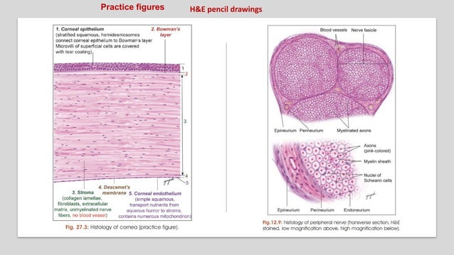 Features of human histology by dr yogesh | PDF | Drawing and Sketching ...