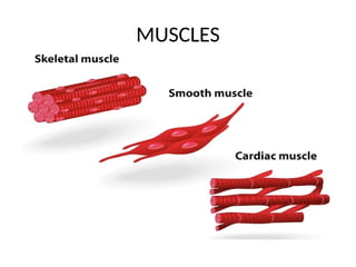 Skeleton Smooth Features of skeletal, smooth and cardiac.pptx