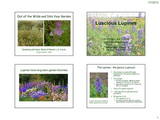 1/7/2013




Out of the Wilds and Into Your Garden

                                                                           Luscious Lupines


                                                                                    C.M. Vadheim and T. Drake
                                                                                        CSUDH & Madrona Marsh Preserve


                                                                                           Madrona Marsh Preserve
   Gardening with Native Plants of Western L.A. County                                      February 7 & 10, 2009
                   Project SOUND - 2009
                                                © Project SOUND                                                                 © Project SOUND




                                                                              The lupines - the genus Lupinus)
  Lupines have long been garden favorites
                                                                                                   Also known as Lupins (Europe)
                                                                                                    bluebonnets, old maid’s bonnets or
                                                                                                    wolfbean
                                                                                                   Two groups:
                                                                                                       Old World lupines, (Mediterranean
                                                                                                        regions & E. Africa; 12-13 species
                                                                                                       New World lupines (N. & S. America);
                                                                                                        90% of the genus

                                                                                                     Place of original origin???
                                                                                                   ~ 165 species (or possibly more)
                                                                                                    worldwide
                                                                                                   82 species in CA;
                                                                                                       14 in western L.A. Co.
                                                                  In short, we have a wealth of        An additional 6-10 species in nearby
                                                                                                        Santa Monica & San Gabriel Mountains
                                                                  native lupines from our area
                                                © Project SOUND                                                                 © Project SOUND




                                                                                                                                                        1
 