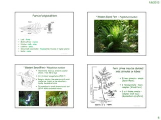 1/6/2013



                                                 Parts of a typical fern                                                                                               * Western Sword Fern – Polystichum munitum




         http://www.davidlnelson.md/Cazadero/Ferns.htm




        Leaf = frond
        Midrib of leaf = rachis
        Petiole = stalk, stipe
        Leaflets = pinna
        Stem/stalk (rootstalk) = rhizome (like rhizome of higher plants)
        Roots = roots
                                                                                                                                                                 http://www.nwplants.com/business/catalog/pol_mun.html
                                                                                                                          © Project SOUND                                                                                                    © Project SOUND




                   * Western Sword Fern – Polystichum munitum                                                                                                                                                            Fern pinna may be divided
                                                            Western N. America, primarily coastal
                                                             states, from AK to Baja
                                                                                                                                                                                                                           into pinnules or lobes
                                                            In CA, almost always below 2500 ft.

                                                            Favored habitat: the understory of moist
                                                                                                                                                                                                                               1 times pinnate – simple
                                                             coniferous forests at low elevations –                                                                                                                             [Sword Fern]
                                                             locally, San Gabriel mtns.
                                                                                                                                                                                                                               2 times pinnate – more
                                                            It grows best in a well-drained acidic soil
                                                                                                                                                                                                                                complex [Wood Fern]
                                                             of rich humus and small stones.
http://www.efloras.org/florataxon.aspx?flora_id=1&taxon_id=200004619




                                                                                                                                                                                                                               3 or 4 times pinnate –
                                                                                                                                                                                                                                complex (look lacy)
                                                                                                                                                                                                                                [Maidenhair & Lipfern]



                                                                         http://www.backyardnature.net/n/x/sword-fn.htm
                                                                                                                          © Project SOUND                                                                                                    © Project SOUND
     http://en.wikipedia.org/wiki/Polystichum_munitum
                                                                                                                                            http://bss.sfsu.edu/holzman/courses/Fall00Projects/swordfern.html




                                                                                                                                                                                                                                                                     6
 