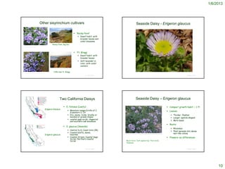 1/6/2013




                                     Other sisyrinchium cultivars                                                                                                      Seaside Daisy - Erigeron glaucus

                                                                                                             ‘Rocky Point’
                                                                                                                Dwarf habit, with
                                                                                                                 broader leaves and
                                                                                                                 violet blossoms
                                                            Rocky Point, Big Sur
http://nativeson.typepad.com/plants/2010/05/sisyrinchi
um-bellum-rocky-point.html




                                                                                                             ‘Ft. Bragg’
                                                                                                                Dwarf habit, with
                                                                                                                 broader leaves
                                                                                                                Soft lavender in
                                                                                                                 color, with violet
                                                                                                                 centers
                                                         http://www.city-data.com/picfilesv/picv20278.php



                                                               Cliffs near Ft. Bragg
 http://www.flickr.com/photos/dreedyphoto/page6/

                                                                                                                       © Project SOUND                                                                                                                                    © Project SOUND




                                                                              Two California Daisys                                                                   Seaside Daisy – Erigeron glaucus

                                                                                        E. foliosus (Leafy):                                                                                                                                           Compact growth habit: < 1 ft
                                                   Erigeron foliosus
                                                                                                  Mountain ranges & hills of C.                                                                                                                        Leaves:
                                                                                                   & western S. CA
                                                                                                  Dry, sunny, rocky, brushy or                                                                                                                            Thicker, fleshier
                                                                                                   wooded or grassy slopes                                                                                                                                 Larger: spatula shaped
                                                                                                  coastal sage scrub, chaparral
                                                                                                   and southern oak woodland                                                                                                                               More basal
                                                                                                                                                                                                                                                        Roots:
                                                                                        E. glaucus (Seaside)
                                                                                                                                                                                                                                                           Rhizomes
                                                                                                  Central to N. Coast (into OR)
                                                                                                                                                                                                                                                           Plant spreads into dense
                                                                                                  Coastal bluffs, dunes,                                                                                                                                   mat-like colony
                                                   Erigeron glaucus                                beaches                               http://www.calhortsociety.org/seed-exchange/seed-exchange-2002/seed-list-pages/large/Erigeron-glaucus-2.jpg


                                                                                                  Coastal Strand, Coastal Sage                                                                                                                         Flowers: no differences
                                                                                                   Scrub, Northern Coastal
                                                                                                   Scrub                                   Much more “lush appearing” than leafy
                                                                                                                                           fleabane


                                                                                                                       © Project SOUND                                                                                                                                    © Project SOUND




                                                                                                                                                                                                                                                                                                 10
 