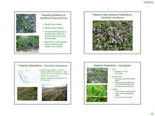 1/6/2013



                                                                                    Ceanothus thyrsiflorus var.                         * Hearst’s (San Simeon) Ceanothus –
                                                                                  thyrsiflorus 'Arroyo de la Cruz'                                                      Ceanothus hearstiorum


                                                                                      Bright shiny leaves
                                                                                      Medium-blue flowers
                                                                                      Large mounding shrub or
http://www.laspilitas.com/nature-of-california/plants/ceanothus-
thyrsiflorus-big-sur-california-lilac                                                  groundcover, great for
                                                                                       erosion control or a low,
                                                                                       broad hedge.
                                                                                      Best with a little summer
                                                                                       water and afternoon
                                                                                       shade in our climate

                                                                                                                                         http://commons.wikimedia.org/wiki/Ceanothus_hearstiorum
                                                                                                        © Project SOUND                                                                                                           © Project SOUND
 http://plantayflor.blogspot.com/2010/09/ceanothus-thyrsiflorus-var-repens.html




   * Hearst’s Ceanothus – Ceanothus hearstiorum                                                                                                  Hearst’s Ceanothus – low grower
                                                                             Central coast endemic – San Luis                                                                                      Size:
                                                                              Obispo & Monterrey counties – near                                                                                         generally < 1 ft tall
                                                                              Arroyo de la Cruz; very rare in nature                                                                                     3-6 ft wide
                                                                             Coastal, low, grassy hills                                                                                            Growth form:
                                                                             Receives summer fog/rainfall of 20-                                                                                        Evergreen woody (half-woody)
                                                                              30” per year                                                                                                                shrub
                                                                                                                                                                                                         Prostrate habit; radiates out
                                                                                                                           Picture from Rob Rizzardi
                                                                                                                                                                                                          from central stem like a star
                                                                                                                                                                                                         Slow-growing but long-lived

                                                                                                                                                                                                    Foliage:
                                                                                                                                                                                                         Leaves bright to medium green
                                                                                                                                                                                                         Small, narrow and glandular;
                                                                                                                                                                                                          unique
                                                                                                                                                                                                         Has a nice scent when wet

   © 2006 Steve Matson
                                                                                                        © Project SOUND                                                                                                           © Project SOUND
                                                                                                                          http://commons.wikimedia.org/wiki/Ceanothus_hearstiorum




                                                                                                                                                                                                                                                         12
 