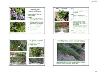 1/6/2013



                                                                                                                                                  Hearst’s Ceanothus                                              Soils:
                                                                               Heavenly, old-
                                                                                                                                                      likes clay                                                     Texture: clays best, loams/rocky
                                                                                                                                                                                                                      fine – not for sandy soils
                                                                             fashioned flowers
                                                                                                                                                                                                                     pH: any local

                                                                           Blooms: in spring – usually Mar-                                                                                                      Light:
                                                                             Apr in our area                                                                                                                           Full sun on immediate coast
                                                                                                                                                                                                                       Afternoon shade in hotter inland
                                                                           Flowers:
                                                                                                                                                                                                                        gardens
                                                                                     Small with prominent anthers
                                                                                      – typical of ceanothus species                                                                                              Water:
                                                                                     Lavender to medium blue                                                                                                        In the wild: summer fog and
 http://commons.wikimedia.org/wiki/Ceanothus_hearstiorum
                                                                                                                                               http://www.baynatives.com/plants/Ceanothus-hearstiorum/

                                                                                     In dense clusters – very showy                                                                                                  rainfall of about 20-30 inches.
                                                                                     Sweet scented; old-fashioned                                                                                                    Every day has a high of 60-65º F.
                                                                                     Can be used to make a mild                                                                                                      and a low of 50º F.
                                                                                      soap –as can the foliage                                                                                                       In your garden: Water Zone 2 or 2-
                                                                                                                                                                                                                      3 (occasional summer water); rinse
                                                                           Fruits: hard knobby fruits –                                                                                                              off leaves every few weeks in dry
                                                                             birds eat the seeds                                                                                                                      summer periods

                                                                                                                                                                                                                  Other: organic mulch; prune after
                                                                                                                                                                                                                   blooming or to remove diseased
                                                                                                                             © Project SOUND                                                                                               © Project SOUND
                                                                                                                                               Picture from Rob Rizzardi




                                                                              Low-growing Ceanothus                                                         Coastal ground covers conquer slopes
                                                                             Ground covers – slopes
                                                                             In large planters
                                                                             To hide retaining walls




http://www.smgrowers.com/products/plants/plantdisplay.asp?plant_id=3107




                                                                              http://www.baynatives.com/plants/Ceanothus-hearstiorum/




                                                                                                                                                             http://www.laspilitas.com/garden/howto/slope.html



                                                                                                                                                       Artemisia californica Canyon Gray Canyon , Ceanothus hearstiorum, Ceanothus
                                                                                  http://www.laspilitas.com/garden/may.htm                             Yankee Point, and Salvia sonomensis Mrs. Beard Mrs. Beard.
                                                                                                                             © Project SOUND                                                                                               © Project SOUND
http://www.yerbabuenanursery.com/viewplant.php?pid=1249




                                                                                                                                                                                                                                                                  13
 