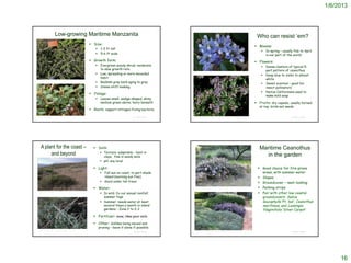 1/6/2013



                         Low-growing Maritime Manzanita                                                                                                                          Who can resist ‘em?
                                                          Size:
                                                                                                                                                                                 Blooms:
                                                                 1-3 ft tall
                                                                                                                                                                                       In spring – usually Feb to April
                                                                 5-6 ft wide                                                                                                           in our part of the world
                                                          Growth form:                                                                                                          Flowers:
                                                                 Evergreen woody shrub; moderate                                                                                      Dense clusters of typical 5-
                                                                  to slow growth rate                          http://en.wikipedia.org/wiki/Ceanothus_maritimus
                                                                                                                                                                                        part pattern of ceanothus
                                                                 Low, spreading or more mounded                                                                                       Deep blue to violet to almost
                                                                  habit                                                                                                                 white
                                                                 Reddish gray bark aging to gray                                                                                      Sweet scented – good for
                                                                 Stems stiff-looking                                                                                                   insect pollinators
                                                                                                                                                                                       Native Californians used to
                                                          Foliage:
                                                                                                                                                                                        make mild soap
                                                                 Leaves small, wedge-shaped, shiny
                                                                  medium green above; hairy beneath                                                                              Fruits: dry capsule, usually horned
                                                                                                                                                                                   at top; birds eat seeds
                                                          Roots: support nitrogen-fixing bacteria

© 2006 Steve Matson                                                                       © Project SOUND   http://www.pfaf.org/user/Plant.aspx?LatinName=Ceanothus+maritimus                            © Project SOUND




   A plant for the coast –                                  Soils:                                                                                                                Maritime Ceanothus
        and beyond                                                 Texture: adaptable – best in
                                                                    clays, fine in sandy soils                                                                                        in the garden
                                                                   pH: any local

                                                            Light:                                                                                                                Good choice for fire-prone
                                                                     Full sun on coast, to part shade                                                                              areas, with summer water
                                                                      inland (morning sun fine)                                                                                    Slopes
                                                                     Good under tall trees                                                                                        Groundcover – neat-looking
                                                            Water:                                                                                                                Parking strips
 © 2011 Chris Winchell
                                                                   In wild: 2x our annual rainfall;                                                                               Pair with other low coastal
                                                                    summer fogs                                                                                                     groundcovers: Salvia
                                                                   Summer: needs water at least                                                                                    leucophylla ‘Pt. Sal’, Ceanothus
                                                                    several times a month in inland                                                                                 maritimus, and Lessingia
                                                                    gardens – Zone 2 to 2-3                                                                                         filaginifolia ‘Silver Carpet’
                                                            Fertilizer: none; likes poor soils

                                                            Other: dislikes being moved and
                                                                 pruning – leave it alone if possible
 http://www.baynatives.com/plants/Ceanothus-maritimus/
                                                                                          © Project SOUND    http://www.vcstar.com/photos/2010/feb/08/86887/                                             © Project SOUND




                                                                                                                                                                                                                                16
 