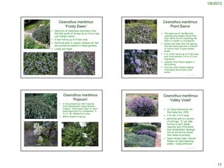 1/6/2013



                                                                              Ceanothus maritimus                                                                                                                                                 Ceanothus maritimus
                                                                                 ‘Frosty Dawn’                                                                                                                                                       ‘Point Sierra’
                                                               Selection of Ceanothus maritimus from
                                                                the hills south of Arroyo de la Cruz in San                                                                                                                                      This selection of the Maritime
                                                                Luis Obispo County                                                                                                                                                                ceanothus has smaller leaves than
                                                                                                                                                                                                                                                  most. With its stiff branching the
                                                               2 feet tall by up to 5 feet wide
                                                                                                                                                                                                                                                  effect is similar to Cotoneaster.
                                                               Performs best in coastal climates but has                                                                                                                                        Denser and lower than the species,
                                                                also proved successful in inland gardens.                                                                                                                                         this maritimus selection is tolerant
                                                               Lovely and tough
http://www.flickriver.com/photos/eastbaywilds/sets/72157625418384199/
                                                                                                                                                                                                                                                  of interior heat if given modest
                                                                                                                                                                                                                                                  shade
                                                                                                                                                                                                                                                 2 to 3 feet tall by up to 5 feet wide
                                                                                                                                                                                                                                                  with thick leathery 1/4 to 1/2 inch
                                                                                                                                                                                                                                                  long leaves
                                                                                                                                                                                                                                                 Lavender blue flowers appear in
                                                                                                                                                                                                                                                  early spring.
                                                                                                                                                                                                                                                 The blue violet flowers emerge
                                                                                                                                                                                                                                                  from dusty white buds in late
                                                                                                                                                                                                                                                  winter.
                                                                                                                                               © Project SOUND                                                                                                           © Project SOUND
http://greenlifestudios.com/gallery-                                                        http://www.theodorepayne.org/mediawiki/index.php?title=Ceanothus_maritimus_'Frosty_dawn'
detail.php?id=15&cat_id=2&keywords=Frosty_Dawn_California_Lilac




                                                                                         Ceanothus maritimus                                                                                                                                      Ceanothus maritimus
                                                                                             ‘Popcorn’                                                                                                                                               ‘Valley Violet’
                                                                                       A tidy groundcover that requires
                                                                                        little maintenance. Heavy bloomer.
                                                                                        Compact, thick leaves. Best on coast.                                                                                                                      UC Davis Arboretum All-
                                                                                        Good substitute for cotoneaster. 3'
                                                                                                                                                                                                                                                    Star selection, 2010.
                                                                                        H x 6' W. Moderate to slow.
                                                                                       White flowers in spring
                                                                                                                                                                                                                                                   3 ft tall; 3-4 ft wide
                                                                                                                                                                                       http://arboretum.ucdavis.edu/allstars_detail_57.aspx
                                                                                                                                                                                                                                                   performs well in a variety
                                                                                                                                                                                                                                                    of settings. It can take
                                                                                                                                                                                                                                                    full sun or part shade,
                                                                                                                                                                                                                                                    requires very little water
                                                                                                                                                                                                                                                    once established, develops
                                                                                                                                                                                                                                                    into an attractive mound
                                                                                                                                                                                                                                                    that needs no pruning
                                                                                                                                                                                                                                                   Super-showy violet colored
                                                                                                                                                                                                                                                    flowers on long flowering
                                                                                                                                                                                                                                                    stalks – really different
                                                                                        http://cascadiannurseries.blogspot.com/2011/07/first-look-monrovias-new-introductions.html
http://www.calfloranursery.com/pages_plants/pages_c/ceamarpop.html                                                                             © Project SOUND                                                                                                           © Project SOUND
 http://www.theodorepayne.org/mediawiki/index.php?title=Ceanothus_maritimus_'Popcorn'




                                                                                                                                                                                                                                                                                                17
 