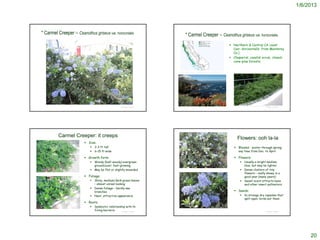 1/6/2013




* Carmel Creeper – Ceanothus griseus var. horizontalis                           * Carmel Creeper – Ceanothus griseus var. horizontalis
                                                                                                                                                    Northern & Central CA coast
                                                                                                                                                     (var. horizontalis from Monterey
                                                                                                                                                     Co.)
                                                                                                                                                    Chaparral, coastal scrub, closed-
                                                                                                                                                     cone-pine forests.


                                                                           http://ucjeps.berkeley.edu/cgi-bin/get_JM_treatment.pl?6586,6589,6615




                                                                                                                                                      http://www.sb.watersavingplants.com/listplants.php?index=9
                                                      © Project SOUND   http://www.flickriver.com/photos/80651083@N00/tags/montereycounty/                                                               © Project SOUND




         Carmel Creeper: it creeps                                                                                                                       Flowers: ooh la-la
                          Size:
                               2-3 ft tall                                                                                                            Blooms: winter through spring:
                               6-15 ft wide                                                                                                               any time from Dec. to April

                          Growth form:                                                                                                                Flowers:
                               Woody (half-woody) evergreen                                                                                                        Usually a bright medium
                                groundcover; fast-growing                                                                                                            blue, but may be lighter
                               May be flat or slightly mounded                                                                                                     Dense clusters of tiny
                                                                                                                                                                     flowers – really showy in a
                          Foliage:                                                                                                                                  good year (many years)
                               Shiny, medium/dark green leaves                                                                                                     Sweet scent attracts bees
                                – almost unreal looking                                                                                                              and other insect pollinators
                               Dense foliage – hardly see
                                branches                                                                                                               Seeds:
                               Neat, attractive appearance                                                                                                         In strange dry capsules that
                                                                                                                                                                     split open; birds eat them
                          Roots:
                               Symbiotic relationship with N-
                                fixing bacteria    © Project SOUND                                                                                                                                       © Project SOUND




                                                                                                                                                                                                                                20
 