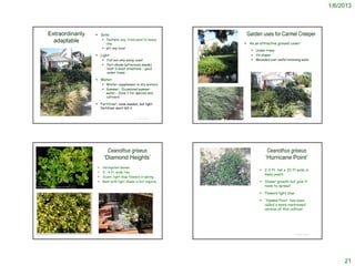 1/6/2013



               Extraordinarily                           Soils:                                                                                       Garden uses for Carmel Creeper
                                                               Texture: any, from sand to heavy
                 adaptable                                      clay                                                                                   As an attractive ground cover:
                                                               pH: any local
                                                                                                                                                            Under trees
                                                         Light:                                                                                            On slopes
                                                                     Full sun only along coast                                                             Mounded over walls/retaining walls
                                                                     Part-shade (afternoon shade)
                                                                      best in most situations – good
                                                                      under trees

                                                         Water:
                                                               Winter: supplement in dry winters
                                                               Summer: Occasional summer
                                                                water – Zone 2 for species and
                                                                cultivars

                                                         Fertilizer: none needed, but light
                                                             fertilizer won’t kill it


                                                                                                                 © Project SOUND                                                      © Project SOUND




                                                                    Ceanothus griseus                                                                               Ceanothus griseus
                                                                  ‘Diamond Heights’                                                                                ‘Hurricane Point’
                                                              Variegated leaves
                                                                                                                                                                2-3 ft. tall x 20 ft wide in
                                                              3 - 4 ft. wide; low
                                                                                                                                                                 many years
                                                              Scant, light blue flowers in spring
                                                              Best with light shade in hot regions.                                                            Slower growth but give it
http://blog.jannelsonlandscapedesign.com/?cat=78                                                                                                                 room to spread

                                                                                                                                                                Flowers light blue

                                                                                                                                                                'Yankee Point' has been
                                                                                                                                                                 called a more restrained
                                                                                                                                                                 version of this cultivar.




                                                          http://thehumanfootprint.wordpress.com/2009/11/29/california-natives-part-3-groundcovers-
                                                                                                                 © Project SOUND                                                      © Project SOUND
http://www.bambooandmore.info/2012_01_09_archive.html     manzanitas-ceanothus/




                                                                                                                                                                                                             21
 