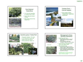 1/6/2013




                                                                                                                                                                                                           ‘Yankee Point’ –
                                                                                ‘Kurt Zadnick’
                                                                                                                                                                                                            Carmel Heights
                                                                                  Ceanothus
                                                                                                                                                                                                         Ever wonder where
                                                                            2 to 3 feet tall, spreading
                                                                             or trailing 6 feet or more                                                                                                   ‘Yankee Point’ ceanothus
                                                                                                                                                                                                          originated?
                                                                            Bright indigo blue flowers           http://www.sawbuck.com/property/California/93923_Carmel/7659172-98-Yankee-Point



                                                                             in spring

                                                                            More garden tolerant than
                                                                             Yankee Point




                                                                                                                   http://www.carmelrealtycompany.com/index.cfm/person-Barbara_Ehrenpreis_11.htm


                                                                                                                                                                                                        http://www.sammcleod.com/properties/111YANKEEPOINT.html
                                                                                                © Project SOUND                                                                                                                                       © Project SOUND
http://www.landscaperesource.com/plants/ceanothus-kurt-zadnik.htm




                                                                    Ceanothus griseus ‘Yankee Point’                                                                                                  Management of low-
                                                                       Old garden standard – 30+ years
                                                                                                                                                                                                      growing Ceanothus
                                                                       2-3 ft tall and 10 ft wide; fast                                                                                    Proper watering is key:
                                                                                                                                                                                                    Overwatering is often the cause of
                                                                       Darker leaves than species                                                                                                   death; make sure they are in well-
                                                                       Great groundcover, slopes, etc.                                                                                              drained soil.
                                                                                                                                                                                                    Once established, apply deep
http://www.fresno.watersavingplants.com/eplant.php?plantnum=2419
                                                                                                                                                                                                     infrequent irrigation in the dry season.
4&return=l5_aS                                                                                                       http://www.cuyamaca.edu/oh170/Thumbnail_Pages/Ceanothus_griseus.asp
                                                                                                                                                                                            Do not fertilize; like slightly acidic
                                                                                                                      ‘Yankee Point’                                                         soils so use organic mulch
                                                                                                                                                                                            Only minimal pruning
                                                                                                                                                                                                    Pinch back tips during the growing
                                                                                                                                                                                                     season to shape – unless you have deer
                                                                                                                                                                                                    Prune branches only if they are less
                                                                                                                                                                                                     than 1” in diameter, and only after the
                                                                                                                                                                                                     spring bloom when flowers have faded.
                                                                                                                                                                                                    Use sterile technique

                                                                                                                                                                                              Ceanothus tend to be short-lived (5-15
                                                                                                                                                                                               years) often due to disease (too much
                                                                                                                                                                                               water, fertilizer, pruning)
                                                                                                                      http://oregonstate.edu/dept/ldplants/cegrhyp3.htm
                                                                                                © Project SOUND                                                                                                                                       © Project SOUND




                                                                                                                                                                                                                                                                             22
 