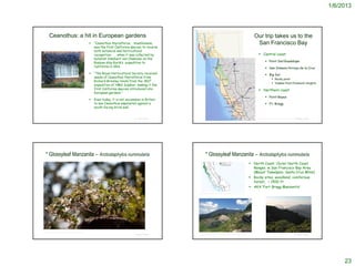 1/6/2013




          Ceanothus: a hit in European gardens                                                                                                                                                     Our trip takes us to the
                                                                     “Ceanothus thyrisflorus, blueblossom,                                                                                         San Francisco Bay
                                                                      was the first California species to receive
                                                                      both botanical and horticultural
                                                                      recognition . . . when it was collected by                                                                                        Central coast
                                                                      botanist Adelbert von Chamisso on the
                                                                      Russian ship Rurik’s expedition to                                                                                                         Point Sal/Guadalupe
                                                                      California in 1816.                                                                                                                        San Simeon/Arroyo de la Cruz
                                                                     “The Royal Horticultural Society received                                                                                                  Big Sur
                                                                      seeds of Ceanothus thyrisflorus from
                                                                                                                                                                                                                          Rocky point
                                                                      Richard Brinsley Hinds from the 1837
                                                                                                                                                                                                                          Yankee Point/Diamond Heights
                                                                      expedition of HMS Sulphur, making it the
                                                                                                                    http://en.wikipedia.org/wiki/File:California_State_Route_1.svg



http://www.gardenaction.co.uk/plantfinder/ceanothus-california-       first California species introduced into                                                                                          Northern coast
                                                                      European gardens “
lilac_1.asp



                                                                                                                                                                                                                 Point Reyes
                                                                     Even today, it is not uncommon in Britain
                                                                      to see Ceanothus espaliered against a                                                                                                      Ft. Bragg
                                                                      south-facing brick wall.


                                                                                                 © Project SOUND                                                                                     http://swr.nmfs.noaa.gov/recovery/mapped93/index.php?p=dom-NCCC SOUND
                                                                                                                                                                                                                                                             © Project




    * Glossyleaf Manzanita – Arctostaphylos nummularia                                                                           * Glossyleaf Manzanita – Arctostaphylos nummularia
                                                                                                                                                                                                  North Coast, Outer North Coast
                                                                                                                                                                                                   Ranges, w San Francisco Bay Area
                                                                                                                                                                                                   (Mount Tamalpais, Santa Cruz Mtns)
                                                                                                                                                                                                  Rocky sites, woodland, coniferous
                                                                                                                                                                                                   forest, < 1500 ft
                                                                                                                                                                                                  AKA ‘Fort Bragg Manzanita’
                                                                                                                       http://ucjeps.berkeley.edu/cgi-bin/get_JM_treatment.pl?3449,3454,3510




http://www.baynatives.com/plants/Arctostaphylos-nummularia/
                                                                                                                                                                                                                   http://www.thevoiceofalliant.com/FunSun.html
                                                                                                 © Project SOUND         http://www.parksconservancy.org/visit/park-sites/mount-tamalpais.html                                                              © Project SOUND




                                                                                                                                                                                                                                                                                   23
 