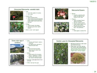 1/6/2013



                      Glossyleaf Manzanita: variable habit                                                                                                                                  Manzanita flowers
                                                                     Size:
                                                                            2-6 ft tall; usually 2-3 in nature
                                                                                                                                                                                       Blooms:
                                                                            4-6 ft wide
                                                                                                                                                                                                      In winter; usually Dec-Feb
                                                                     Growth form:                                                                                                                     locally, tho’ may be a few
                                                                            Dense evergreen shrub                                                                                                     blooms at other times
                                                                            Habit varies from low and spreading                                                                       Flowers:
                                                                             (rocky, exposed sites), mounded to             © 2006 Steve Matson
                                                                                                                                                                                                      Small, urn-shaped flowers
   © 2006 Steve Matson
                                                                             larger upright shrub (forest sites)
                                                                                                                                                                                                       typical of the genus
                                                                            Red bark
                                                                                                                                                                                                      Pale pink; sweetly scented
                                                                     Foliage:                                                                                                                        Flower clusters slightly more
                                                                            Leaves rounded, tidy looking                                                                                              open and other species
                                                                            Dark shiny green above; lighter                                                                                          Flowers pollinated by large
                                                                             beneath                                                                                                                   bees – ‘buzz pollination’

                                                                     Roots: no burl – don’t coppice!                                                                                  Fruits:
                                                                                                                                                                                                      Edible ‘apples’ in summer/fall
http://en.wikipedia.org/wiki/File:Arctostaphylos_nummularia_1.jpg                                   © Project SOUND   http://www.baynatives.com/plants/Arctostaphylos-nummularia/                                                    © Project SOUND




        Grows under rage of                                            Soils:
                                                                                                                                  Garden uses for Glossyleaf Manzanita
                                                                              Texture: well-drained – sandy or
            conditions                                                         rocky best
                                                                                                                                                                                     Mounded groundcover under pines
                                                                              pH: slightly acidic; may want to
                                                                                                                                                                                      and similar tall trees
                                                                               amend with peat moss
                                                                                                                                                                                     Along coast, with other species
                                                                       Light:                                                                                                        for a north coast themed garden:
                                                                                Best with afternoon shade                                                                            Allium unifolium, Diplicus aurantiacus,
                                                                                Good choice for under trees                                                                          Baccharis pilularis, Pinus attenuata,
                                                                                 (pines; oaks)                                                                                        Fragaria vesca, Satureja douglasii

                                                                       Water:
                                                                              Winter: gets a lot in its native
   © 2004 Aaron Schusteff
                                                                               habitat – supplement if needed
                                                                              Summer: gets summer rain and
                                                                               fog – Zone 2-3 and wash-downs

                                                                       Fertilizer: light applications of acid
                                                                            fertilizer

                                                                       Other: best near the coast
                                                                                                                                                                                      © Br. Alfred Brousseau, Saint Mary's College
                                                                                                    © Project SOUND                                                                                                                  © Project SOUND
                                                                                                                      © 2004 Aaron Schusteff




                                                                                                                                                                                                                                                            24
 