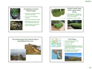 1/6/2013



                                                                                          Arctostaphylos nummularia                                                                                                                                 Versatile ‘Emerald Carpet’
                                                                                              ‘Small Change’                                                                                                                                         hybrid is garden friendly
                                                                                                                                                                                                                                                              and low
                                                                                             Selected for its small leaves which
                                                                                                                                                                                                                                              Hybrid between Arctostaphylos
                                                                                              are bronze when young.
                                                                                                                                                                                                                                               uva-ursi and A. nummularia – best
                                                                                             2-3' H x 3-4' W; mounding or                                                                                                                     traits of both parents
                                                                                              spreading
                                                                                                                                                                                                                                              groundcover to very low hedge
                                                                                             Coast: full sun; Inland: part shade

                                                                                             Well-draining, acidic soils - good
                                                                                              choice for planting under pines.

                                                                                             Provide afternoon sun and extra
                                                                                              water in inland gardens.



                                                                                                                                                                                                                                                       http://www.pasadena.watersavingplants.com/eplant.php?plantnum=243&return=l8_aK

http://www.theodorepayne.org/mediawiki/index.php?title=Arctostaphylos_nummularia_'Small_Change'
                                                                                                                                                      © Project SOUND                                                                                                                                  © Project SOUND




          The climate above San Francisco Bay is                                                                                                                                                                                                           Point Reyes
                  quite different from ours                                                                                                                                                                                            ~ 30 miles (50 km) north of San
                                                                                                                                                                                                                                        Francisco on Highway 1

                                                                                                                                                                                                                                       A prominent cape

                                                                                                                                                                                                                                       The Point Reyes Peninsula is bounded by
                                                                                                                                                                                                                                        Tomales Bay on the northeast and Bolinas
                                                                                                                                                                                                                                        Lagoon on the southeast.

                                                                                                                                                                                                                                       The headland is protected as part of
                                                                                                                                                                                                                                        Point Reyes National Seashore.


                                                                                                  http://angrylambie-landscapes.buzznet.com/user/photos/wildflowers-northern-california-
                                                                                                  coast/?id=66160771




                                                                                                                                                                                           http://en.wikipedia.org/wiki/Point_Reyes

 http://en.wikipedia.org/wiki/Point_Reyes                                                                                                             © Project SOUND                                                                                                                                  © Project SOUND
                                                                                                                                                                                                                                          http://en.wikipedia.org/wiki/Point_Reyes




                                                                                                                                                                                                                                                                                                                                             25
 