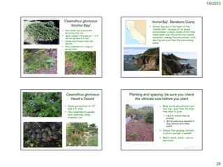 1/6/2013



                                                                                              Ceanothus gloriosus                                                                                                                       ‘Anchor Bay’, Mendecino County
                                                                                                 'Anchor Bay'                                                                                                                       Anchor Bay lies in the heart of the
                                                                                             Very dense, low-growing and
                                                                                                                                                                                                                                     "banana belt", because of its unique
                                                                                              spreading selection                                                                                                                    microclimate; a warm column of air from
                                                                                              More compact than species: ~ 2 ft
                                                                                                                                                                                                                                     inland spills over the protective coastal
                                                                                              tall and spreads 6-8 feet.                                                                                                             mountains, making the area warmer, with
                                                                                             Darker blue flowers than the
                                                                                                                                                                                                                                     less fog and wind than the surrounding
                                                                                              species.                                                                                                                               areas.
 http://www.smgrowers.com/products/plants/plantdisplay.asp?plant_id=1755
                                                                                             More adaptable to a range of
                                                                                              garden soils




 http://www.yerbabuenanursery.com/images/new_botimages/large/0102_j.jpg                                                                    © Project SOUND                                                                                                                                      © Project SOUND
   http://www.flickr.com/photos/70207652@N00/page8/                                                                                                                                                                http://www.california-blog.com/photos-information-places/tag/anchor-bay-ca




                                                                                               Ceanothus gloriosus                                                                Planting and spacing: be sure you check
                                                                                                 ‘Heart’s Desire’                                                                    the ultimate size before you plant
                                                                                               Dense groundcover 6"-12"                                                                                                                                     Many woody groundcovers get
                                                                                                high x 5' wide                                                                                                                                                very big – give them the room
                                                                                               Very adaptable to garden                                                                                                                                      they need to grow
                                                                                                soils, watering, being                                                                                                                                                 Hard to contain them by
                                                                                                trampled, etc.                                                                                                                                                          pruning
http://www.laspilitas.com/nature-of-california/plants/ceanothus-gloriosus-hearts-desire

                                                                                                                                                                                                                                                                       Will become more mounded if
                                                                                                                                                                                                                                                                        they interact with other
                                                                                                                                                                                                                                                                        plants

                                                                                                                                                                                                                                                             Choose fast-growing cultivars
                                                                                                                                                                                                                                                              if quick coverage is needed

                                                                                                                                                                                                                                                             Mulch, mulch, mulch – and re-
                                                                                                                                                                                                                                                              new mulch
                                                                                                                                                                              http://tmousecmouse.blogspot.com/2011/10/planting-time-plant-sale-time.html


                                                                                               http://thehumanfootprint.wordpress.com/2009/11/29/california-natives-part-3-
                                                                                                                                          © Project SOUND                                                                                                                                       © Project SOUND
                                                                                               groundcovers-manzanitas-ceanothus/




                                                                                                                                                                                                                                                                                                                       28
 