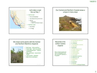 1/6/2013




                                                                            Let’s take a road                   Our Central and Northern Coastal areas a
                                                                             trip up Hwy 1                               unique in many ways
                                                                      Central coast
                                                                          Point Sal/Guadalupe

                                                                          San Simeon/Arroyo de la Cruz

                                                                          Big Sur
                                                                              Rocky point
                                                                              Yankee Point/Diamond Heights

                                                                      Northern coast
                                                                          Point Reyes

http://en.wikipedia.org/wiki/File:California_State_Route_1.svg
                                                                          Ft. Bragg



                                                                                            © Project SOUND                                                           © Project SOUND




                                                                                                                                                Arctostaphylos andersonii
                 We share some plants with the Central                                                         Manzanitas of the                A. canescens
                                                                                                                                                A. crustacea
                   and Northern Maritime chaparral                                                             northern maritime
                                                                                                                                                Arctostaphylos cruzensis
                                                                                                                   chaparral                    A. edmundsii
                                                                  Black sage – Salvia mellifera                                                A. glutinosa
                                                                  Purple Sage – Salvia leucophylla                                             A. hookeri hearstiorum
                                                                  Sticky Monkeyflower – Diplacus                                               A. hookeri hookeri
                                                                   aurantiacus                                Many of these species are         A. montaraensis
                                                                  Blue-eyed Grass – Sisyrinchium             rare or endangered in the         A. montereyensis
                                                                   bellum                                     wild, but grown regularly in      A. morroensis
                                                                  Some grasses - Nassellas                   the garden
                                                                                                                                                A. nummularia sensitiva
                                                                  Many native wildflowers                                                      A. ohlone pro. sp.
                                                                                                                                                A. pajaroensis
                                                                                                                                                A. pumila
                                                                                                                                                A. purissima
                                                                                                                                                A. silvicola
                                                                                            © Project SOUND
                                                                                                                                                A. tomentosa (all ssp &Prforms)
                                                                                                                                                                       ©   SOUND




                                                                                                                                                                                              3
 