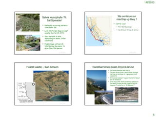 1/6/2013




                                                                                    Salvia leucophylla ‘Pt.                                                                                                       We continue our
                                                                                        Sal Spreader’                                                                                                            road trip up Hwy 1
                                                                                                                                                                                                         Central coast
                                                                                      Naturally occurring variants
                                                                                       from Point Sal                                                                                                             Point Sal/Guadalupe

                                                                                                                                                                                                                  San Simeon/Arroyo de la Cruz
                                                                                      Look like Purple Sage except
                                                                                       usually shorter (2-3 ft)
http://www.sm.watersavingplants.com/eplant.php?plantnum=24489&return=l2_aO




                                                                                      Very variable in size,
                                                                                       depending on water, other                                  *
                                                                                       conditions
                                                                                      Purple Sage cultivars &
                                                                                       hybrids may be easier to             http://en.wikipedia.org/wiki/File:California_State_Route_1.svg


                                                                                       grow than the species

                                                                                                         © Project SOUND                                                                                                                                  © Project SOUND




                                Hearst Castle – San Simeon                                                                                       Hearst/San Simeon Coast/ Arroyo de la Cruz
                                                                                                                                                                                                Old ocean beaches and bluffs
                                                                                                                                                                                                The soil varies from a near adobe through
                                                                                                                                                                                                 red clay on hard pan to a gray sand-rock
                                                                                                                                                                                                 composite.
                                                                                                                                                                                                It receives summer fog and rainfall of about
                                                                                                                                                                                                 20-30 inches/yr
                                                                                                                                                                                                It is one of the most moderate climates in
                                                                                                                                                                                                 the world. Every day has a high of 60-65
                                                                                                                                                                                                 degrees F. and a low of 50 degrees F.




                                                          http://www.nordicgeospatial.com/about_us                                                                                                  http://www.californiacoastline.org/cgi-
            http://www.coastandocean.org/coast_v23_no3_2007/articles/Hiking_Hearst_04.htm                © Project SOUND                                                                            bin/location.cgi?flags=0&year=current&latdeg=35.591167&longdeg=121.131667
                                                                                                                                                                                                                                                              © Project SOUND
                                                                                                                           http://justinsomnia.org/2006/09/driving-down-the-big-sur-coast/




                                                                                                                                                                                                                                                                                      5
 