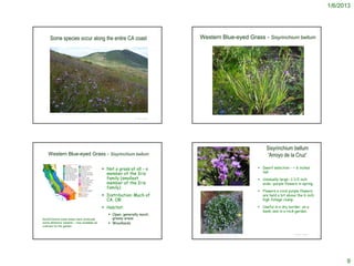 1/6/2013




     Some species occur along the entire CA coast                                                       Western Blue-eyed Grass - Sisyrinchium bellum




      http://www.flickr.com/photos/mechanoid_dolly/5682527020/


                                                                                   © Project SOUND




                                                                                                                                                                        Sisyrinchium bellum
    Western Blue-eyed Grass - Sisyrinchium bellum                                                                                                                        'Arroyo de la Cruz'

                                                                  Not a grass at all – a                                                                           Dwarf selection - ~ 6 inches
                                                                   member of the Iris                                                                                tall
                                                                   family (smallest                                                                                 Unusually large--1 1/2 inch
                                                                   member of the Iris                                                                                wide--purple flowers in spring
                                                                   family)                           http://www.yerbabuenanursery.com/viewplant.php?pid=1292


                                                                                                                                                                    Flowers a vivid purple flowers
                                                                  Distribution: Much of                                                                             are held a bit above the 6 inch
                                                                   CA, OR                                                                                            high foliage clump.

                                                                  Habitat:                                                                                         Useful in a dry border, on a
                                                                                                                                                                     bank, and in a rock garden.
                                                                     Open, generally moist,
North/Central coast areas have produced                               grassy areas
some attractive variants – now available as                          Woodlands
cultivars for the garden

                                                                                                                                                                                        © Project SOUND
                                                                                                           http://www.flickr.com/photos/eastbaywilds/5712113309/




                                                                                                                                                                                                                9
 