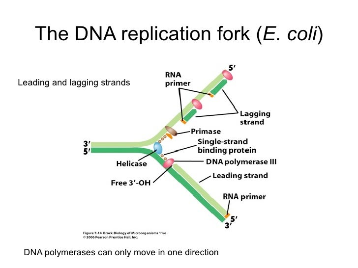 mrna structure