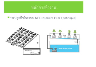หลักการทางาน
การปลูกพืชในระบบ NFT (Nutrient Film Technique)
 