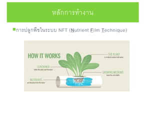 หลักการทางาน
การปลูกพืชในระบบ NFT (Nutrient Film Technique)
 