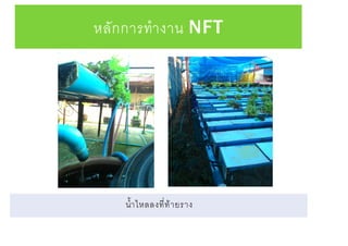 หลักการทางาน NFT
น้าไหลลงที่ท้ายราง
 