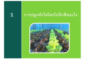 1 การปลูกผักไฮโดรโปนิกคืออะไร
 