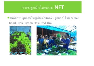 การปลูกผักในระบบ NFT
ชนิดผักที่ปลูกส่วนใหญ่เป็นผักสลัดที่ปลูกมากได้แก่ Butter
head, Cos, Green Oak, Red Oak
 