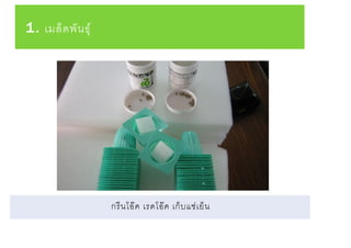 1. เมล็ดพันธุ์
กรีนโอ๊ค เรดโอ๊ค เก็บแช่เย็น
 