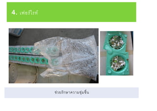 4. เฟอร์ไรท์
ช่วยรักษาความชุ่มชื่น
 