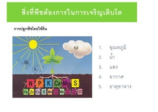 สิ่งที่พืชต้องการในการเจริญเติบโต
1. อุณหภูมิ
2. น้า
3. แสง
4. อากาศ
5. ธาตุอาหาร
การปลูกพืชโดยใช้ดิน
 