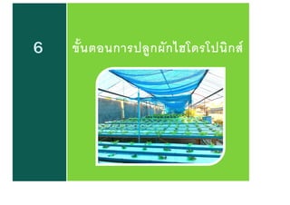 6 ขันตอนการปลูกผักไฮโดรโปนิกส์
 