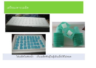 เตรียมเพาะเมล็ด
ใส่เมล็ดในฟองน้า เก็บเมล็ดพันธุ์ในตู้เย็นเมื่อใช้ไม่หมด
 