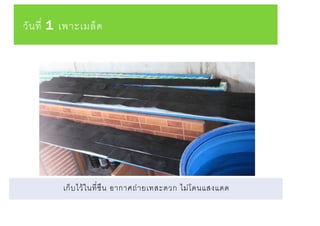 วันที่ 1 เพาะเมล็ด
เก็บไว้ในที่ชืน อากาศถ่ายเทสะดวก ไม่โดนแสงแดด
 