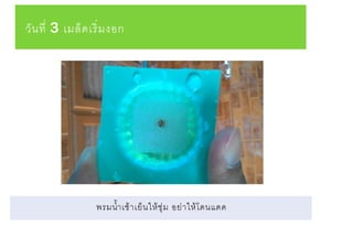 วันที่ 3 เมล็ดเริ่มงอก
พรมน้าเช้าเย็นให้ชุ่ม อย่าให้โดนแดด
 