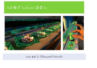 วันที่ 6-7 ใบเริ่มงอก 2-3 ใบ
ระยะ 2-3 ใบ ให้โดนแดดร่าไรช่วงเช้า
 