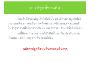ปกติแล้วพืชจะเจริญเติบโตได้ดีนั้น ต้องมีการเจริญเติบโตที่
เหมาะสมคือ สภาพภูมิอากาศที่เหมาะสมเช่น แสงแดด อุณหภูมิ
น้า ธาตุอาหารพืชที่มาจากดิน น้า และอากาศ (ส่วนเหนือดินขึ้นไป)
การที่พืชจะนาธาตุอาหารไปใช้ได้นั้นจะเกี่ยวข้องกับความ
เป็นกรด – ด่าง (pH) ของดิน (ส่วนใต้ดิน)
แต่การปลูกพืชบนดินควบคุมดินยาก
การปลูกพืชบนดิน
 
