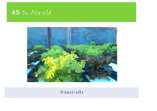 45 วัน เก็บขายได้
ย้ายลงรางจริง
 