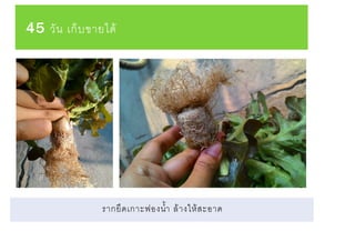 45 วัน เก็บขายได้
รากยึดเกาะฟองน้า ล้างให้สะอาด
 