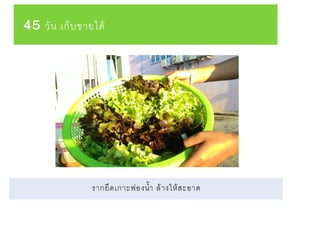 45 วัน เก็บขายได้
รากยึดเกาะฟองน้า ล้างให้สะอาด
 