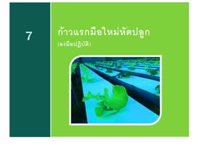 7 ก้าวแรกมือใหม่หัดปลูก
(ลงมือปฏิบัติ)
 