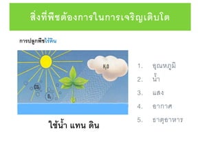 สิ่งที่พืชต้องการในการเจริญเติบโต
1. อุณหภูมิ
2. น้า
3. แสง
4. อากาศ
5. ธาตุอาหาร
การปลูกพืชไร้ดิน
ใช้นา แทน ดิน
 