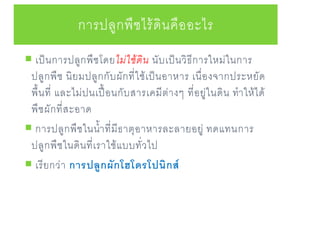  เป็นการปลูกพืชโดยไม่ใช้ดิน นับเป็นวิธีการใหม่ในการ
ปลูกพืช นิยมปลูกกับผักที่ใช้เป็นอาหาร เนื่องจากประหยัด
พื้นที่ และไม่ปนเปื้อนกับสารเคมีต่างๆ ที่อยู่ในดิน ทาให้ได้
พืชผักที่สะอาด
 การปลูกพืชในน้าที่มีธาตุอาหารละลายอยู่ ทดแทนการ
ปลูกพืชในดินที่เราใช้แบบทั่วไป
 เรียกว่า การปลูกผักโฮโดรโปนิกส์
การปลูกพืชไร้ดินคืออะไร
 