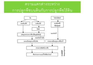 ความแตกต่างระหว่าง
การปลูกพืชบนดินกับการปลูกพืชไร้ดิน
 