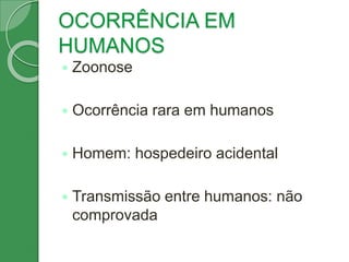 OCORRÊNCIA EM
HUMANOS
 Zoonose
 Ocorrência rara em humanos
 Homem: hospedeiro acidental
 Transmissão entre humanos: não
comprovada
 