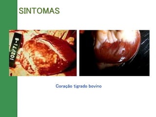Coração tigrado bovino
SINTOMAS
 