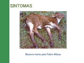 Bezerro morto pela Febre Aftosa
SINTOMAS
 