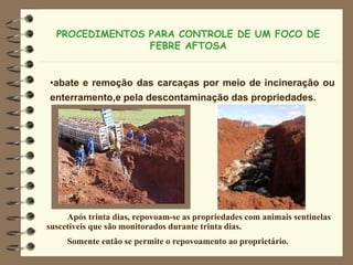 PROCEDIMENTOS PARA CONTROLE DE UM FOCO DE
FEBRE AFTOSA
Após trinta dias, repovoam-se as propriedades com animais sentinelas
suscetíveis que são monitorados durante trinta dias.
Somente então se permite o repovoamento ao proprietário.
•abate e remoção das carcaças por meio de incineração ou
enterramento,e pela descontaminação das propriedades.
 