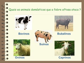 Bovinos Bubalinos
Suínos
Ovinos Caprinos
Quais os animais domésticos que a febre aftosa ataca ?
 