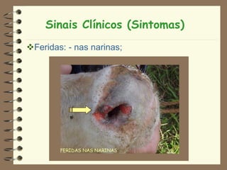 Sinais Clínicos (Sintomas)
Feridas: - nas narinas;
 