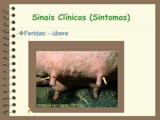 Sinais Clínicos (Sintomas)
Feridas: - úbere
 