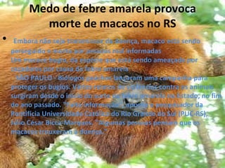 Medo de febre amarela provoca morte de macacos no RS Embora não seja transmissor da doença, macaco está sendo perseguido e morto por pessoas mal informadas  Um macaco bugio, da espécie que está sendo ameaçada por caçadores por causa da febre amarela   SÃO PAULO - Biólogos gaúchos lançaram uma campanha para proteger os bugios. Vários relatos de violências contra os animais surgiram desde o início do surto de febre amarela no Estado, no fim do ano passado. "Falta informação", aponta o pesquisador da Pontifícia Universidade Católica do Rio Grande do Sul (PUC-RS), Júlio César Bicca-Marques. "Algumas pessoas pensam que os macacos trouxeram a doença."  
