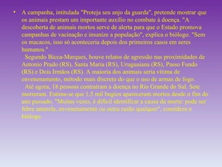 A campanha, intitulada "Proteja seu anjo da guarda", pretende mostrar que os animais prestam um importante auxílio no combate à doença. "A descoberta de animais mortos serve de alerta para que o Estado promova campanhas de vacinação e imunize a população", explica o biólogo. "Sem os macacos, isso só aconteceria depois dos primeiros casos em seres humanos."   Segundo Bicca-Marques, houve relatos de agressão nas proximidades de Antonio Prado (RS), Santa Maria (RS), Uruguaiana (RS), Passo Fundo (RS) e Dois Irmãos (RS). A maioria dos animais seria vítima de envenenamento, método mais discreto do que o uso de armas de fogo.    Até agora, 18 pessoas contraíram a doença no Rio Grande do Sul. Sete morreram. Estima-se que 1,5 mil bugios apareceram mortos desde o fim do ano passado. "Muitas vezes, é difícil identificar a causa da morte: pode ser febre amarela, envenenamento ou outra razão qualquer", considera o biólogo. 